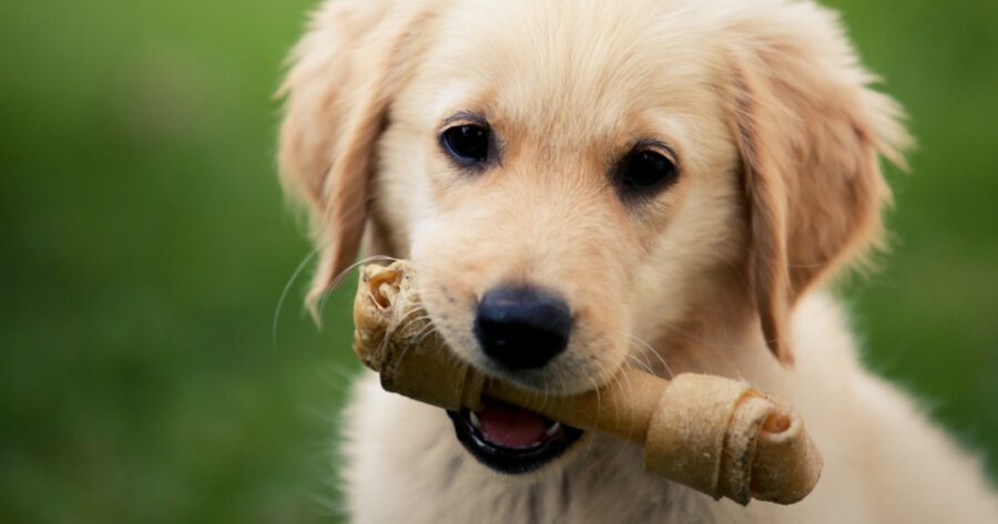 Hund 1 Jahr Macht Alles Kaputt Zerstörungswut: Hilfe, mein Hund macht alles kaputt!